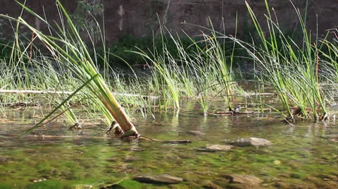 Water Stream C.mp4 Stock Footage 23264175