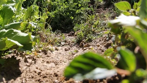 Water Stream of a Crop Irrigation Process Approaching Camera Stock Footage 110330921