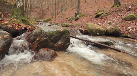 Water stream in deciduous forest at autumn Stock Footage 43887863