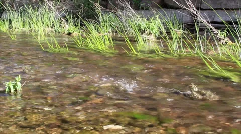 Water Stream D.mp4 Stock Footage 23264217