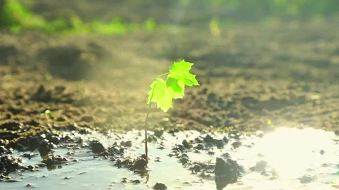 Water stream falling on seedling growing in soil outdoors Stock Footage 316931988