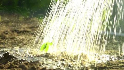 Water stream falling on small seedling in garden soil Video stock 315761659