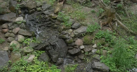 Water Stream Is Floating Down by Stones, Green Grass, Roots Stock Footage 51615390