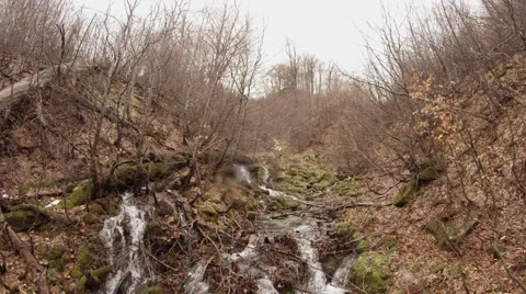 Water of Stream Flow Down Along Dry Branches of Trees in Forest Stock Footage 63962003