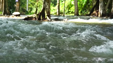 Water stream flowing among the trees in the forest in rain season. Stock Footage 284144066