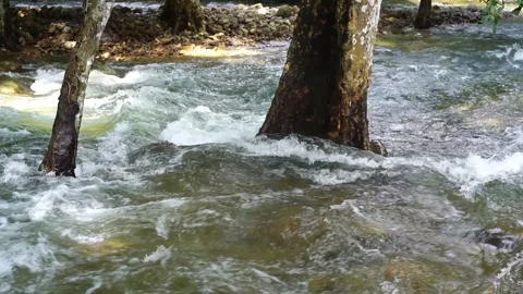 Water stream flowing among the trees in the forest in rain season. 스톡 동영상 284144454