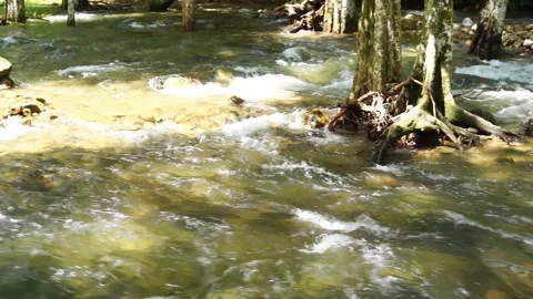 Water stream flowing among the trees in the forest in rain season. 스톡 동영상 284144560