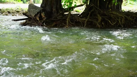 Water stream flowing among the trees in the forest in rain season. Stock Footage 284145503