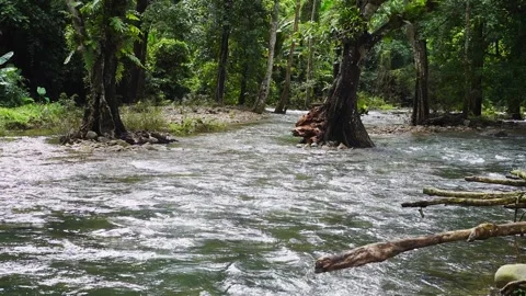 Water stream flowing among the trees in the forest in rain season. 스톡 동영상 284146290
