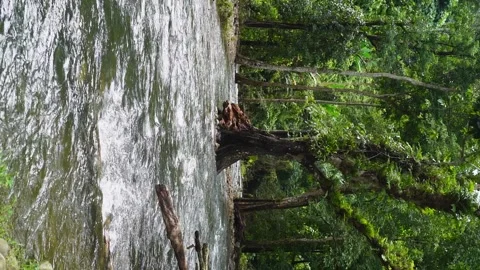 Water stream flowing among the trees in the forest in rain season. Vertical. Stock Footage 284146448
