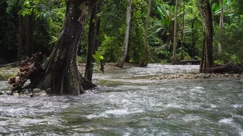 Water stream flowing among the trees in the forest in rain season. 스톡 동영상 284146583