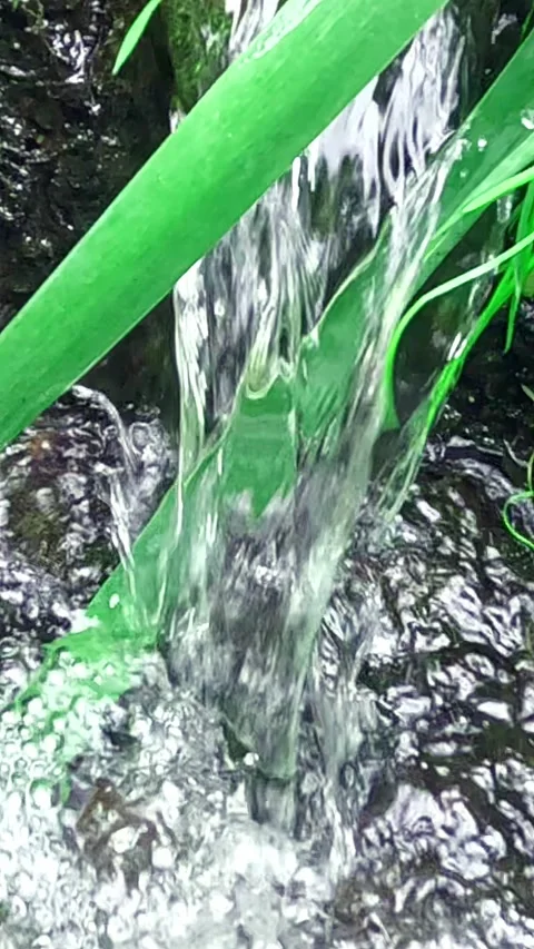 Water stream flowing down across green stems into foamy surface Video stock 318224385