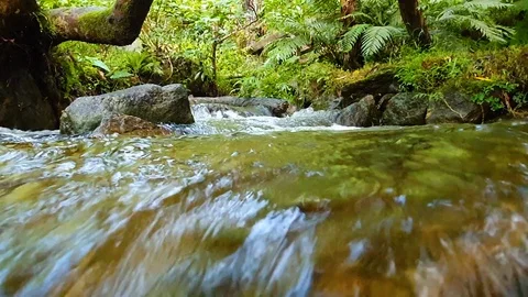 Water stream is flowing at green forest Stock Footage 113442826