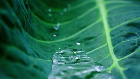 Water stream flowing on a green leaf Stock Footage 307132435