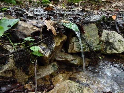 Water stream flowing over leaf Stockfoto's