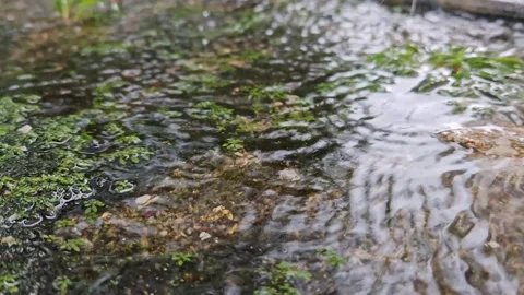 Water Stream Flowing Over Mossy Textured Ground in Nature Video stock 323697794
