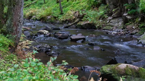 Water stream flowing through forest. Smooth Pan/Tilt. 4K Timelapse Vídeos de archivo 68402027