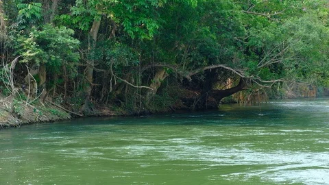 Water stream flowing through green summer forest with white bird flying Stock Footage 105958324