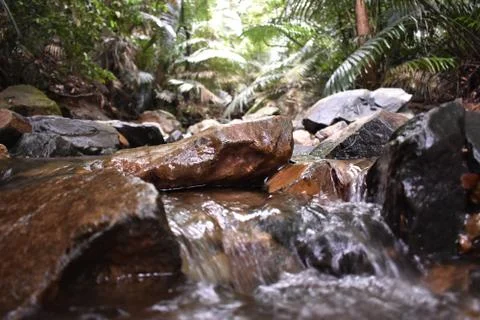 Water stream flowing through the rocks in a forest Stock Photos