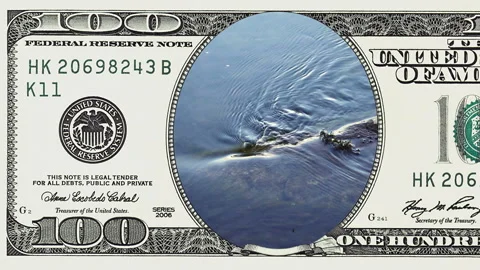 100 dollar bill in fishing reel Fishing reel closeup in frame of 100 dol... | Stock Video