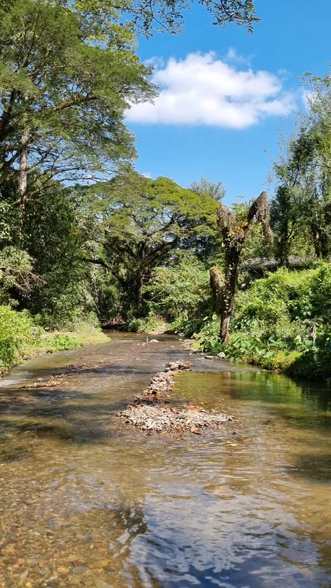 Water stream flows in a  small river in the midst of nature fresh green forest Stock Footage 236757999