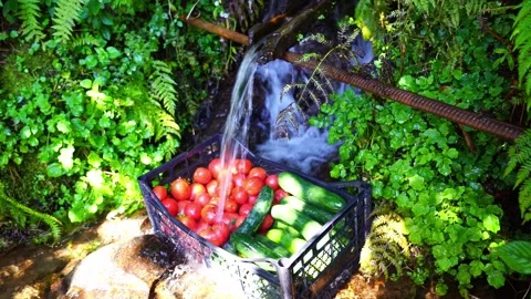 The water from the stream flows onto the vegetables Stock Footage 151150084