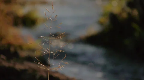 Water stream Stock Footage 31218240