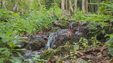 Water Stream Stock Footage 145068997