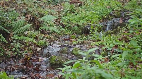 Water Stream Stock Footage 145070805