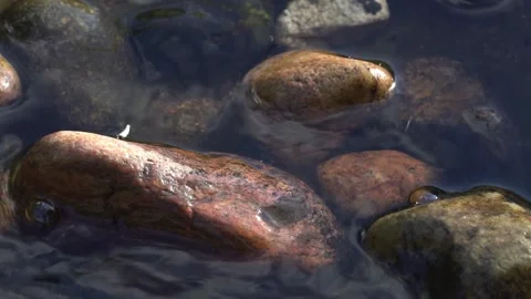 Water in a stream Stock Footage 244566480