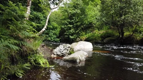 Water stream in forest. 2 Stock Footage 133614579