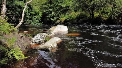 Water stream in forest. (3) 스톡 사진