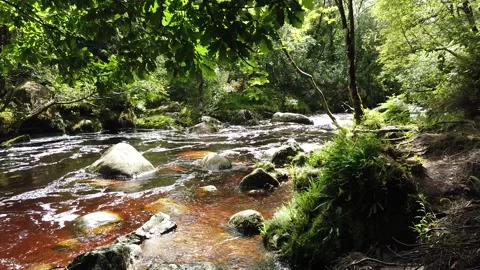 Water stream in forest. 4 Stock Footage 133615481