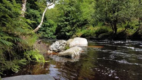 Water stream in forest. (4) 스톡 사진