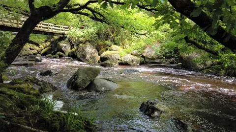 Water stream in forest. (6) Stock Photos