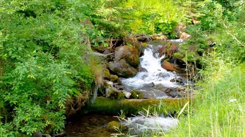 Water stream in the forest among the rocks Stock Footage 127336200
