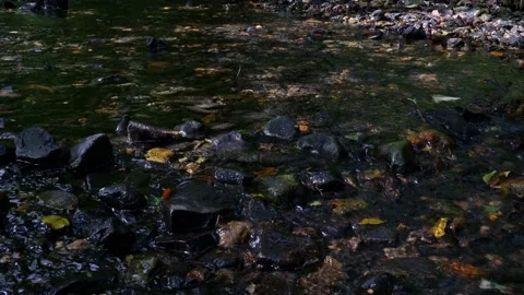 The water of a stream in the forest flows gently over the stones. Stock Footage 138161636