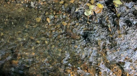 Water stream in the forest Stock Footage 8693022