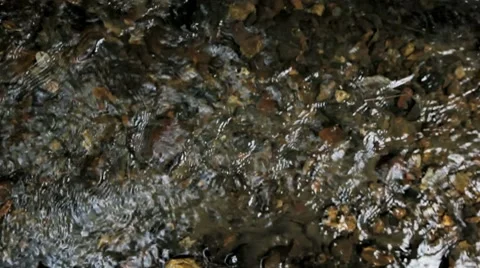 Water stream in the forest Stock Footage 8693719