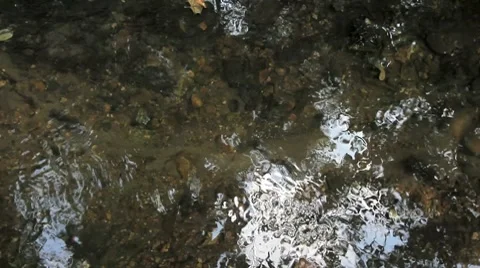 Water stream in the forest Stock Footage 8693875