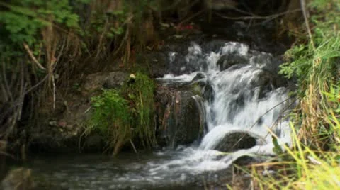 Water stream in forest Video stock 8987719