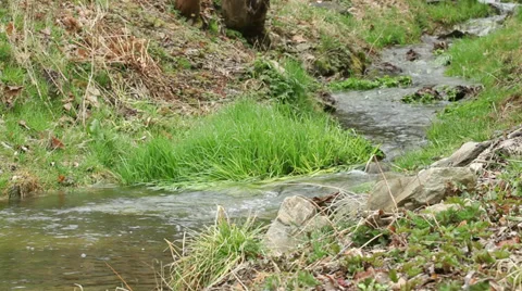 Water stream in forest Stock Footage 36778166