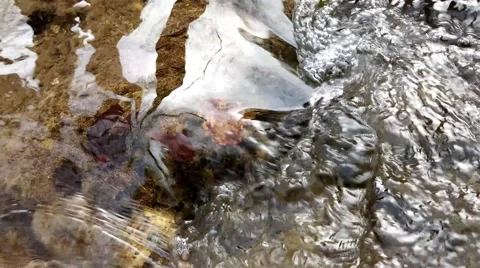 Water stream in a forest Stock Footage 48389628