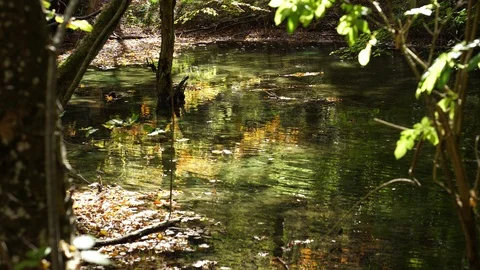 Water Stream in a Forest Stock Footage 118352320