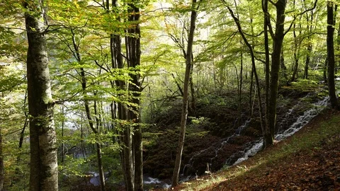 Water Stream in a Forest Stock Footage 118352937