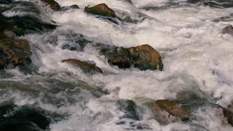 Water stream in the forest Stock Footage 135533388