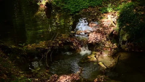 Water stream in the forest. Stock Footage 137901187
