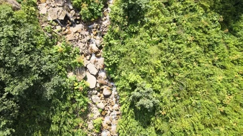 Water stream forest Video stock 240773999