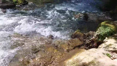 Water stream in the forest 스톡 동영상 244011702