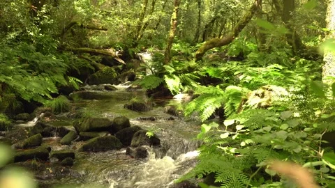 Water Stream in Forest Stock Footage 314199831